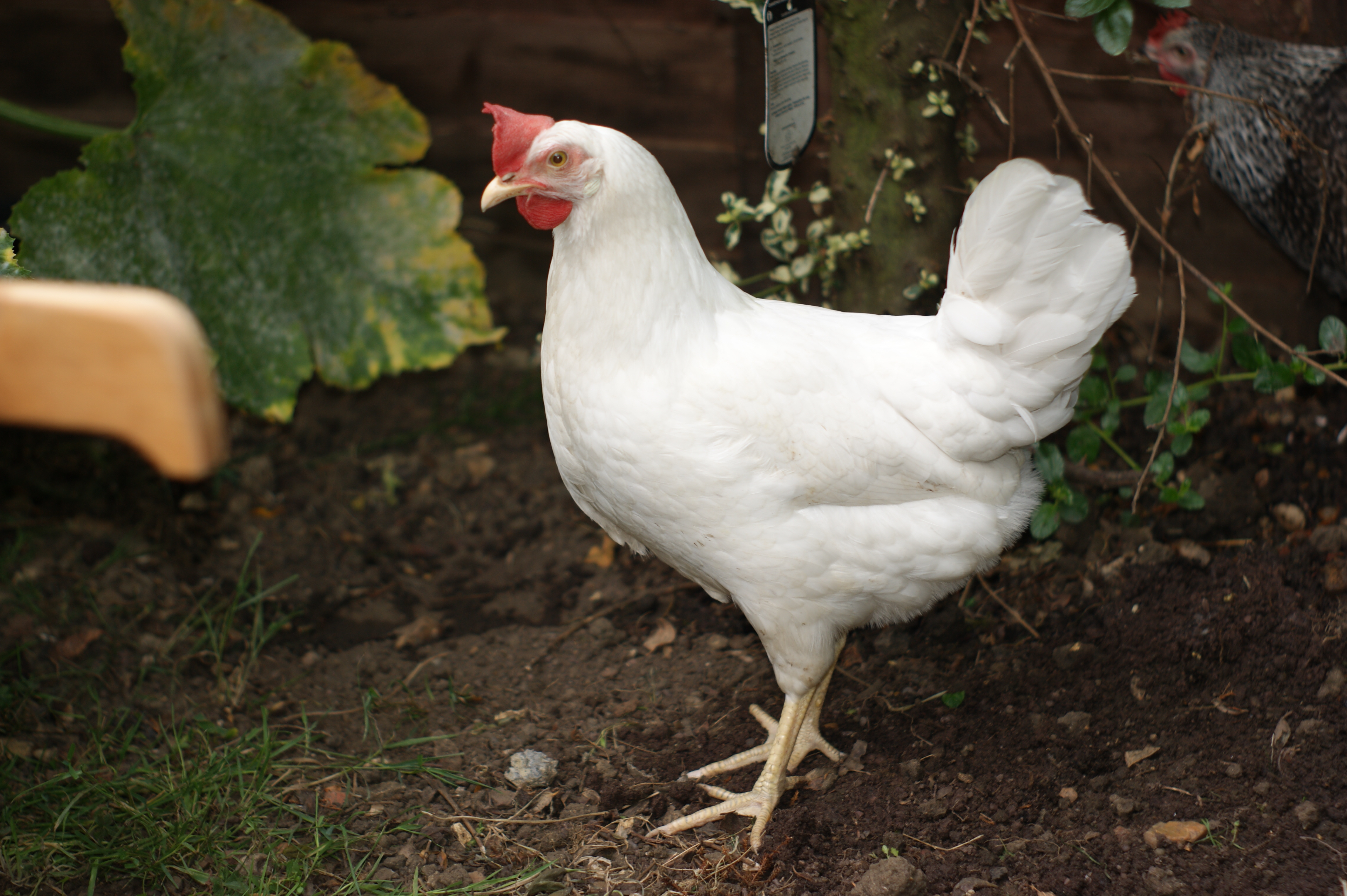 White Chicken Hen